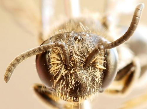 Andrena minutula